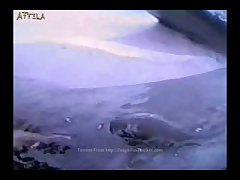 Dolphin Sex Fingering Vagina 