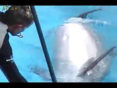 Dolphin Erection Training