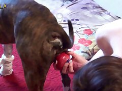 Bestiality Hd Porn