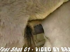 Porn Like Animal