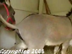 Porn Like Animal