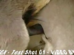 Porn Like Animal