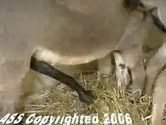 Porn Like Animal