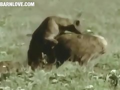 Hyena Mating In The Wildin Barnlovecom[mp4]