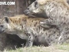 Hyena Mating 3 Barnlovecom[mp4]