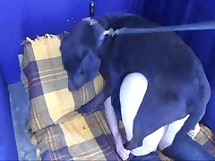 Porno Animal Porco