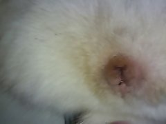 Porno Brasilero Com Animal