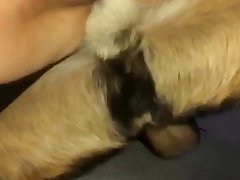 Panda Zoo Porn