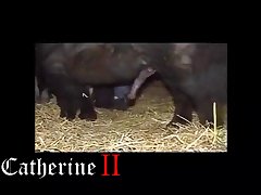 That One Animal Crossing Porn Video