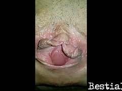 German Girl boar Porn