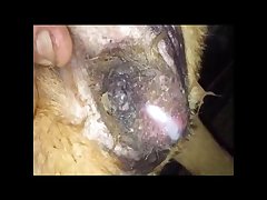 Donna Lady In The Lake Dog Porn