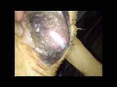 Donna Lady In The Lake Dog Porn