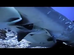 Art Of Zoo Yasmin Team