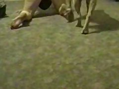 Dog Porn Hat
