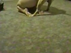 Dog Porn Hat