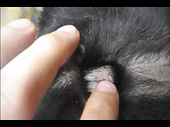 Art Of Zoo Zoophilia