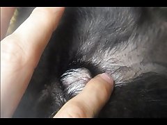 Art Of Zoo Zoophilia
