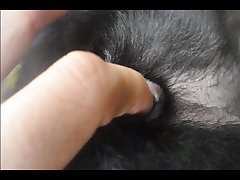 Art Of Zoo Zoophilia