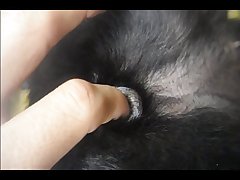 Art Of Zoo Zoophilia