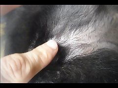 Art Of Zoo Zoophilia