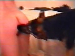 Dog To Dog Porn