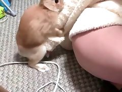 Dog Porn Hard