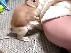 Dog Porn Hard