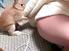 Dog Porn Hard