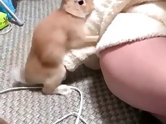 Dog Porn Hard