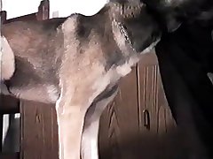 Zoo Porn Hypno