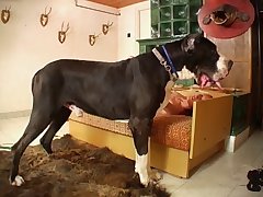 Ranbir Animal Sex Scene