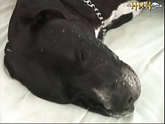 Angelina Dog Porn