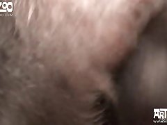 Girl Turned Into Dog Porn