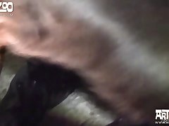 Girl Turned Into Dog Porn