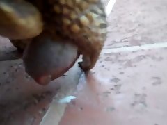 Lick By Dog Porn