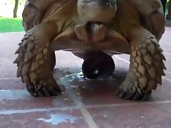 Lick By Dog Porn
