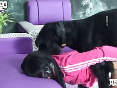 Golden Dog Porn
