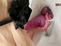 Violet Parr Dog Porn