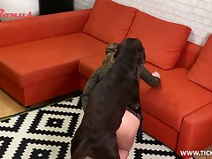 Kc Dog Porn