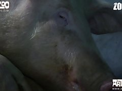 Zoophilie Sex Geschichte