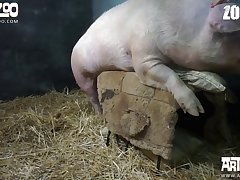 Zoophilie Sex Geschichte