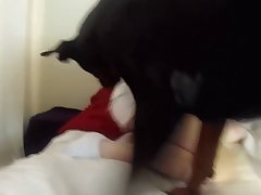 Dog Xxx Humping
