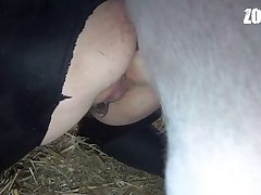 Zootube Dog Xxx