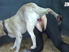 What Is Dog Xxx