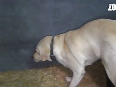 What Is Dog Xxx