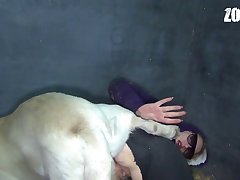 What Is Dog Xxx