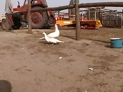 Art Of Zoo Horse Gif