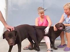 Asian Dog Porn