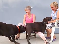 Asian Dog Porn