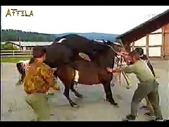 Wild Animals Mating Downloads - 20e180 Horse Mating